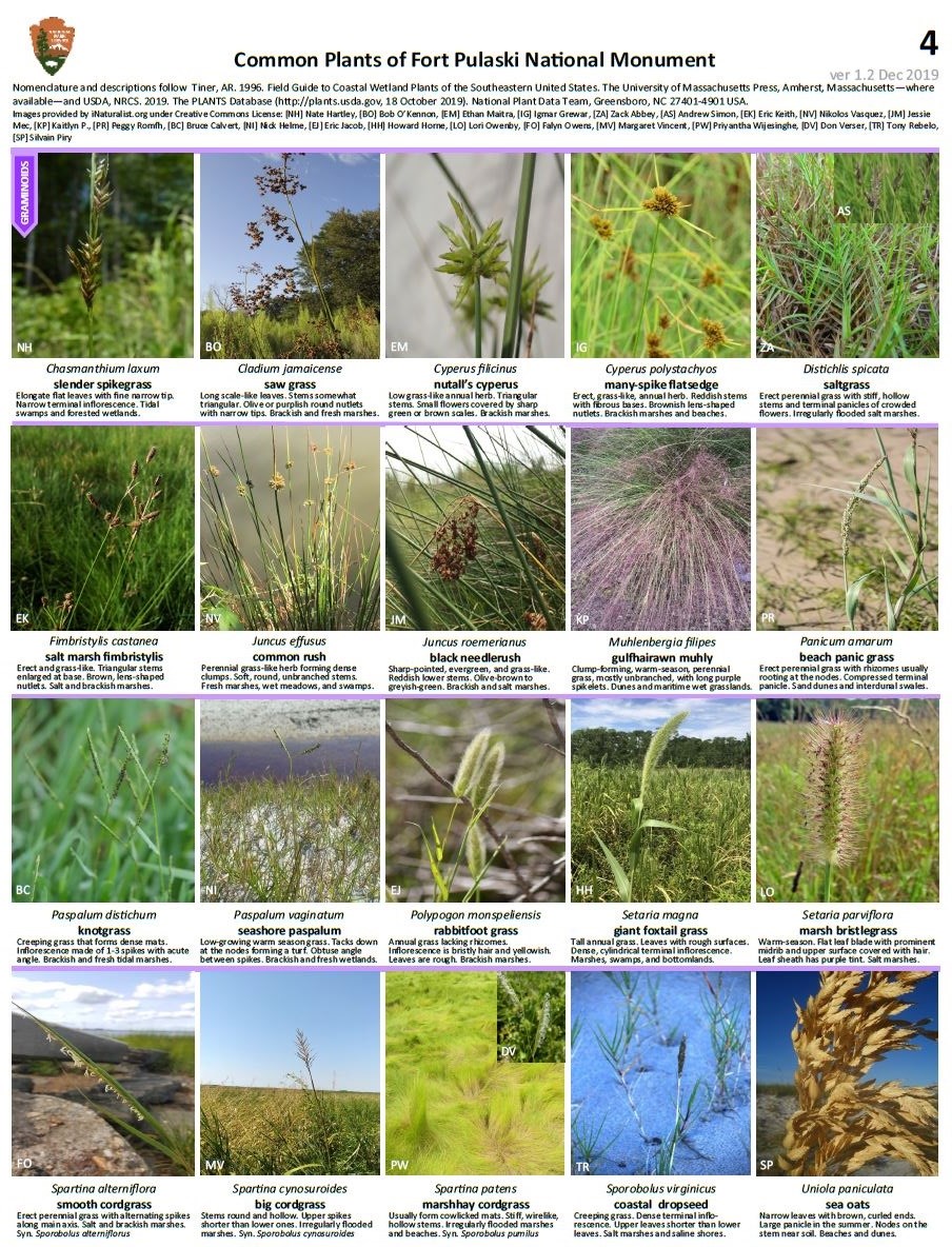 FOPU Plant ID Guide Page 4 - Graminoids