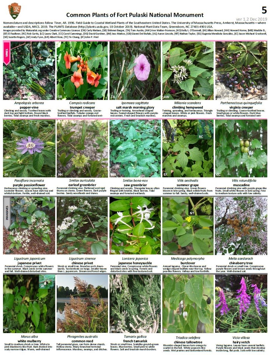 FOPU Plant ID Guide Page 5 - Vines and Invasives