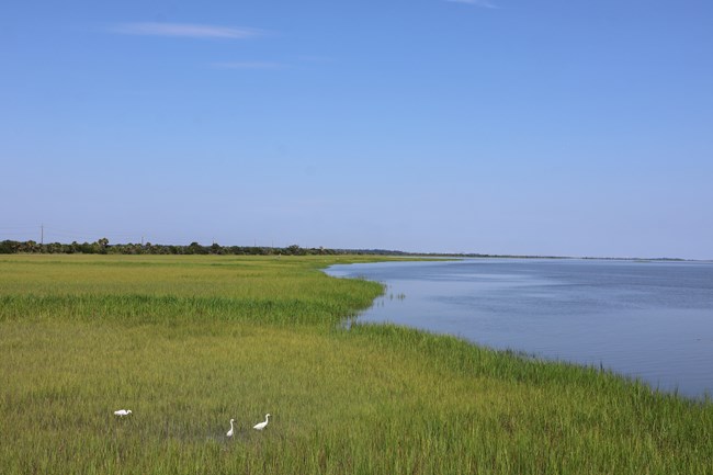 A marsh with three egrets next to a river.