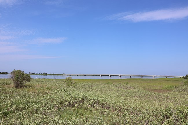 A landscape including marsh and bushy plants, with a bridge in the background.