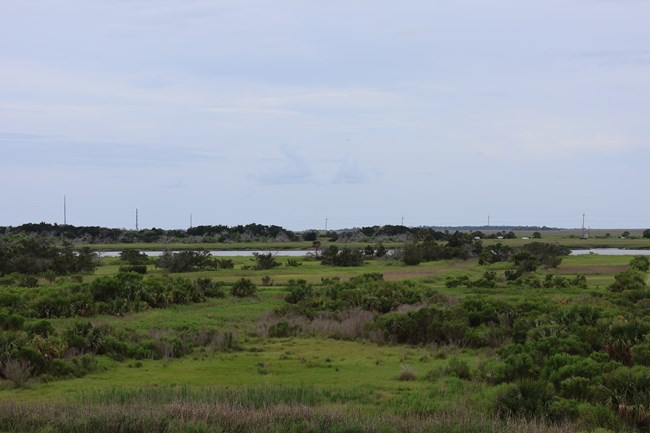 A landscape with a combination of trees, bushes and marshlands.