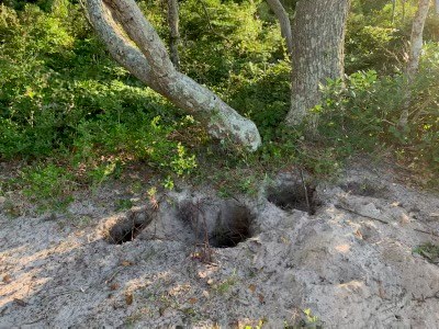 Photo of several large holes under a live oak tree.