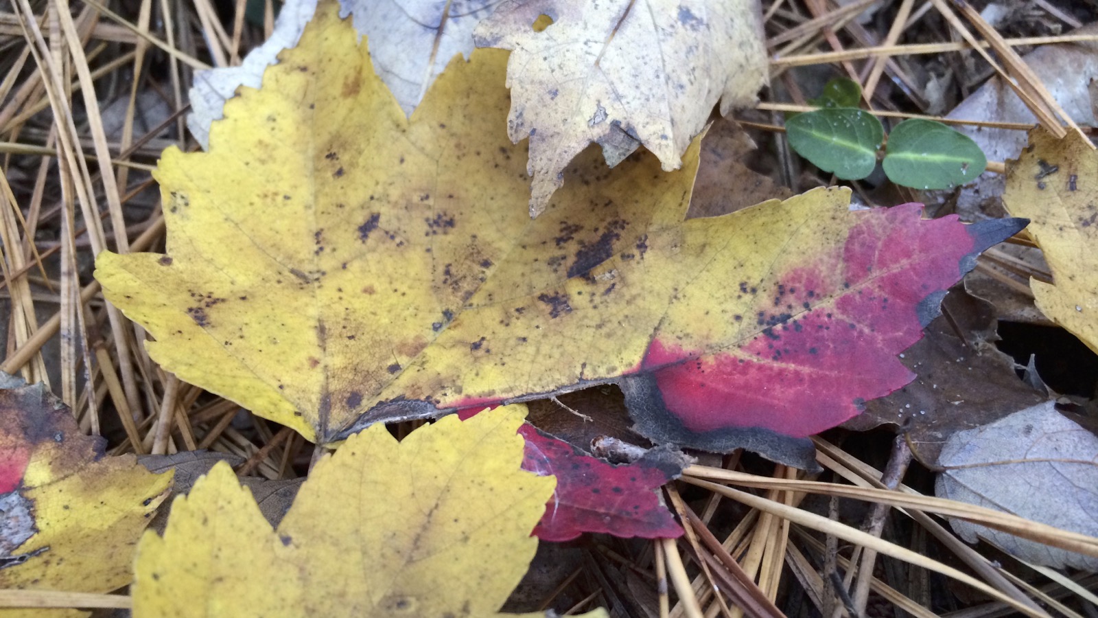 Yellow and red leaves on the ground.