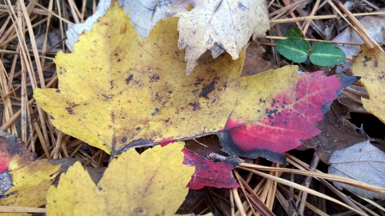 Yellow and red leaves on the ground.