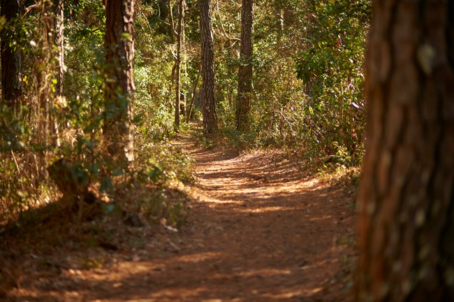 A photograph of a trail covered in pine needles in between large pine trees