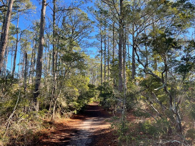 A trail through a forest of tall pine trees