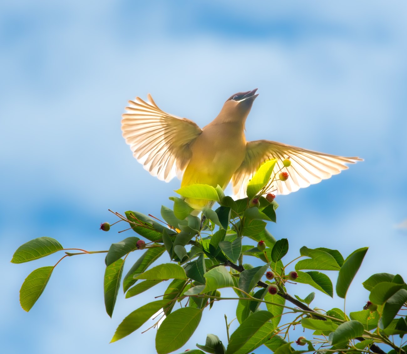 A bright bird with smooth feathers spreads his wings and squawks from the top of a tree.