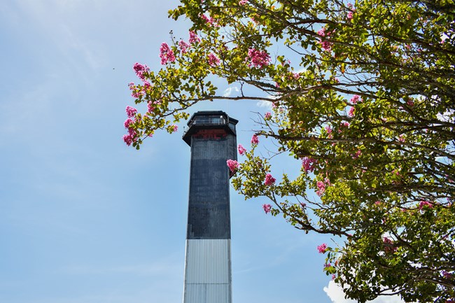 On a clear blue day, the Charleston Light stands towering high. It is black and white striped. In the foreground, pink flowers are blossoming.
