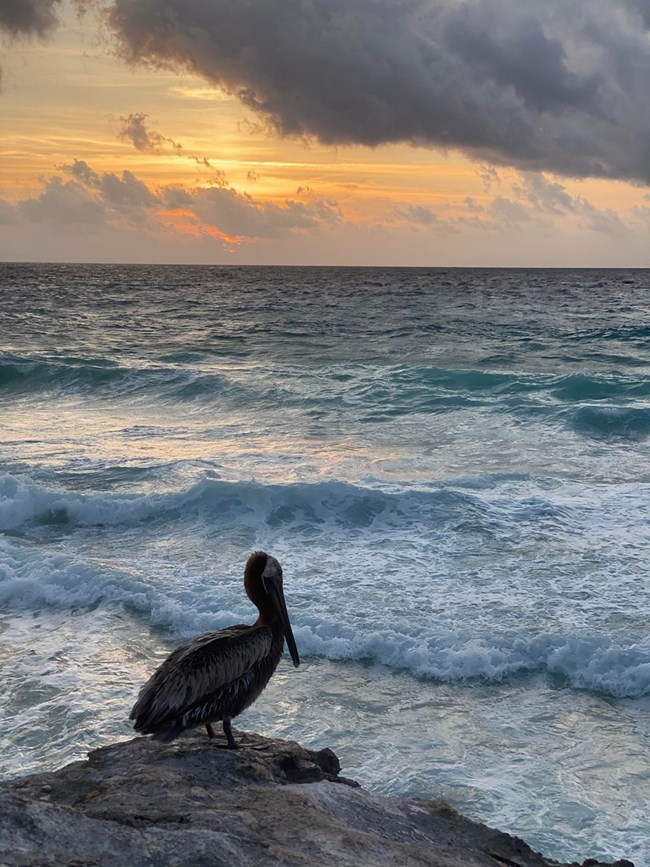 A pelican sits on rocks at the water's edge during sunset