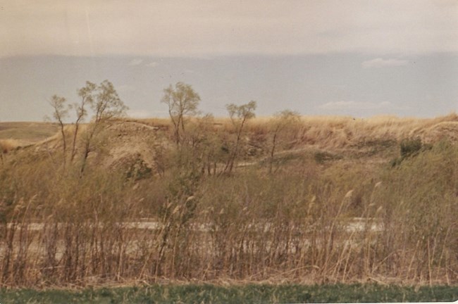 Young trees in the foreground with a river running in the background and grassy hills on the other side of the river.