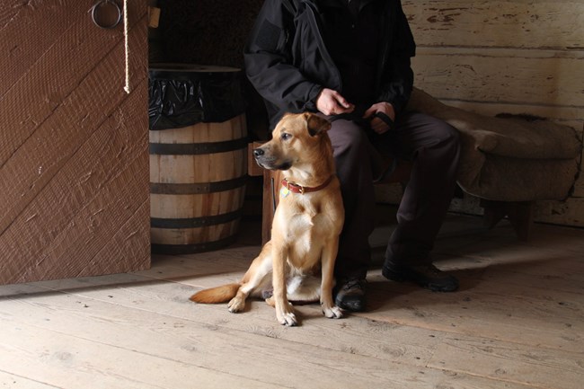 A leashed dog sits next to his owner in a wooden building next to a brown wooden door.