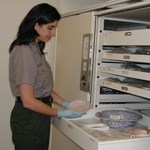 Curator Tessa Langford holds an artifact next to a large storage drawer in the park's collection facility
