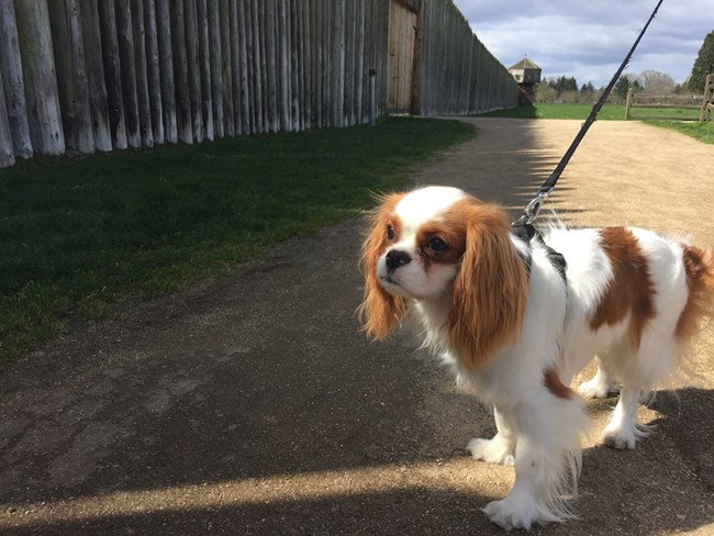 Photograph of dog in front of Fort Vancouver