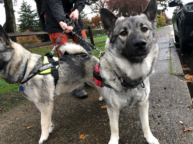 Two huskies with a mixture of black, white and grey fur stand on a paved path with leashes on.