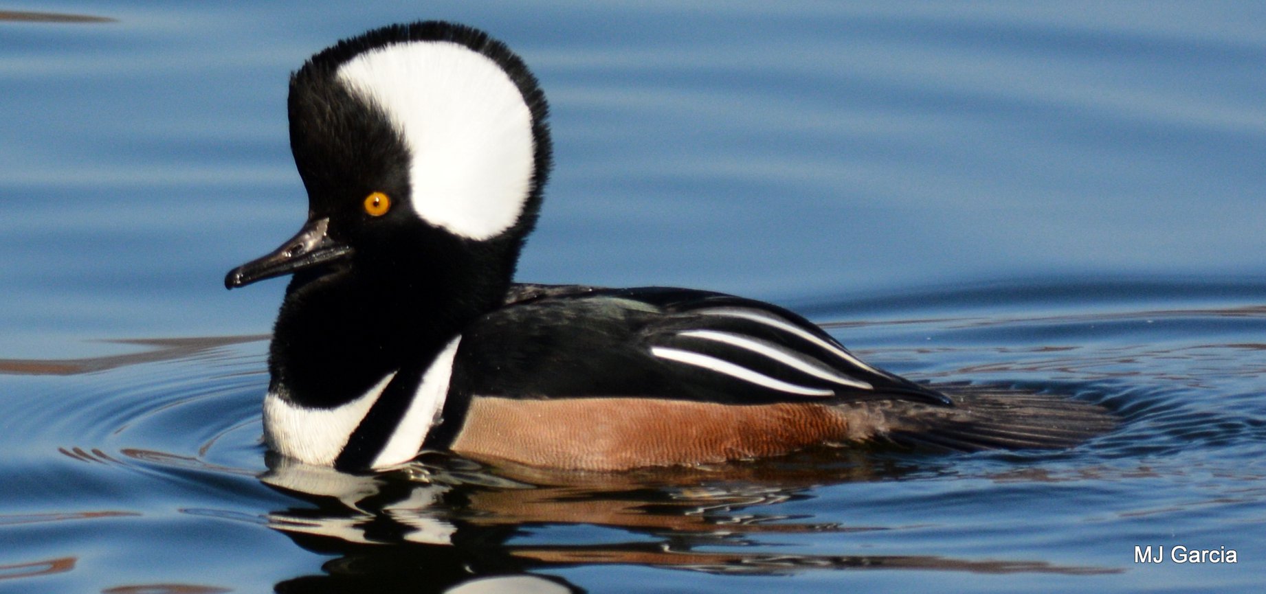 a black and white duck with a large patterned head