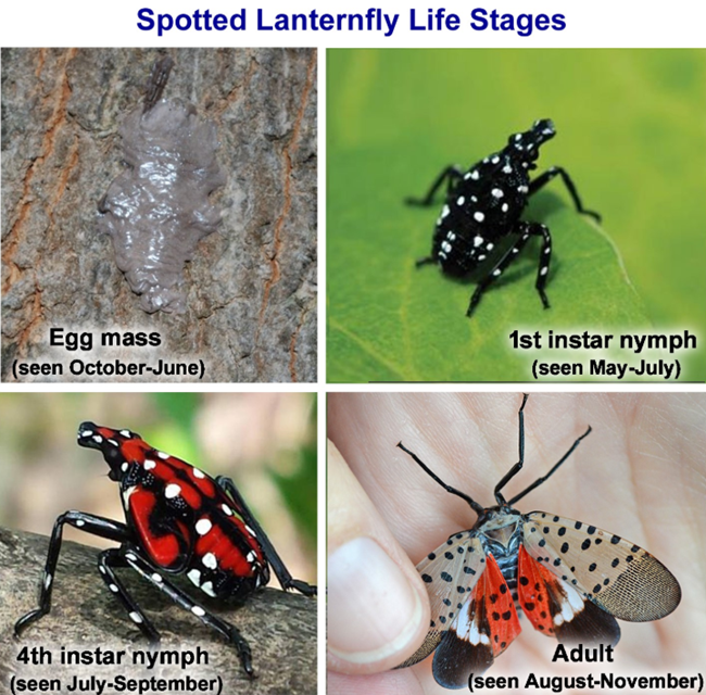 Spotted Lanternfly Life Stages