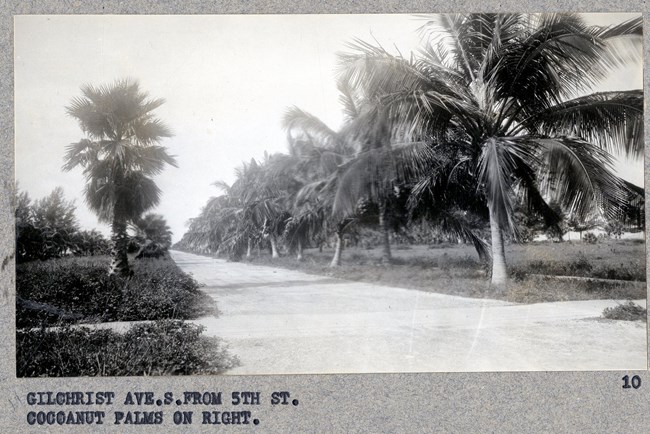Black and white photograph of long dirt street with both sides lined with palm trees and grass