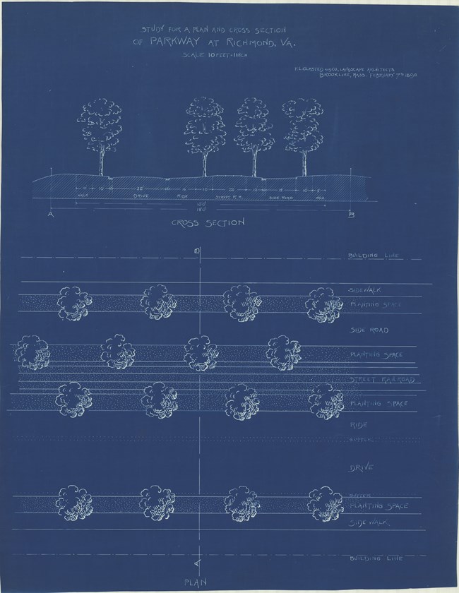 Blueprint of trees, looking vertically and from in front.