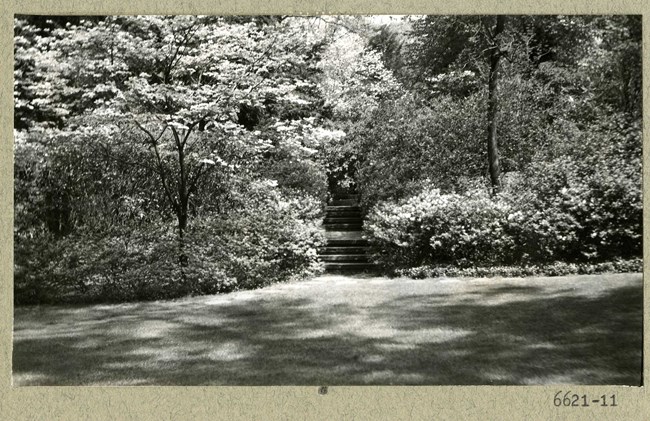 Black and white photograph of set of stairs leading down to a grassy area. On each side of the stairs, there are many dense shrubs and trees
