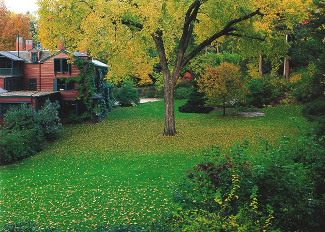 Grassy lawn with large tree in middle with yellow leaves fallen. Trees on one side, house on the other