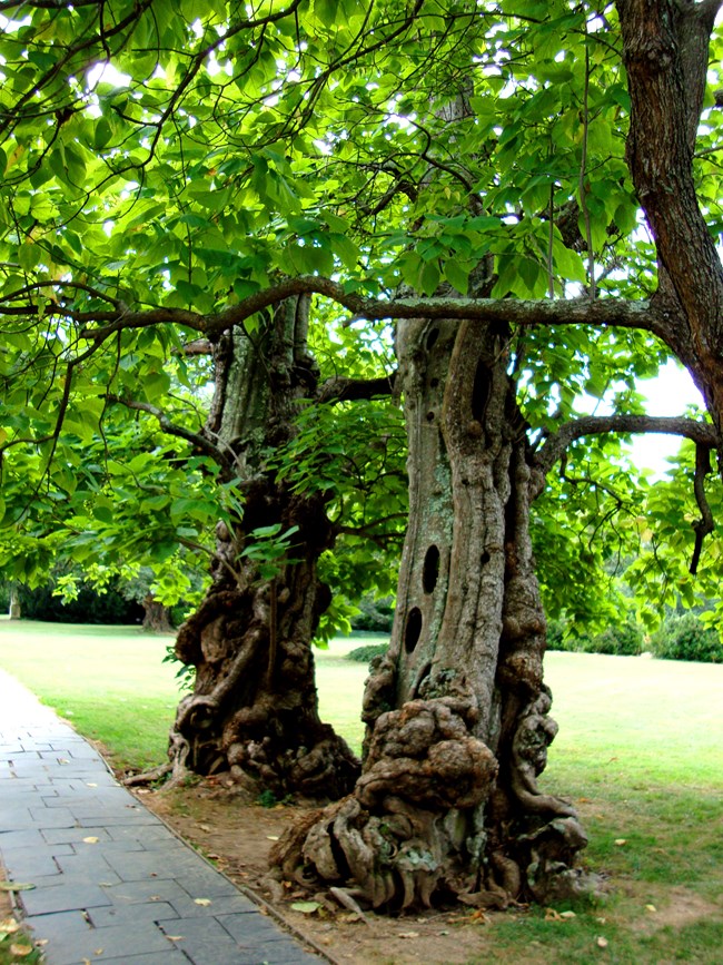 Two Catalpa trees, gnarled and aging, growing next to stone walkway with green leaves