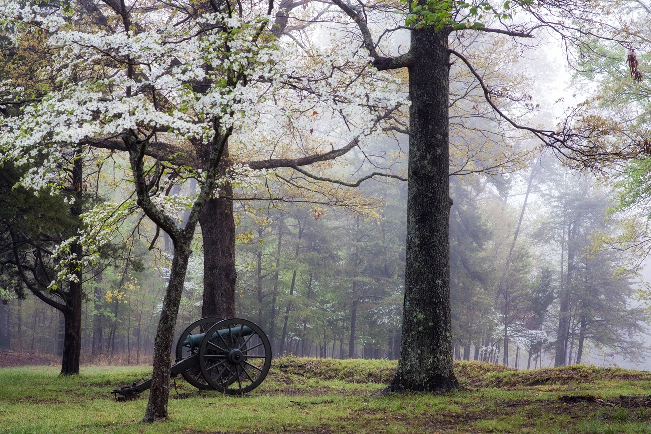 A cannon in a sparsely wooded area with fog and spring flowers blooming.