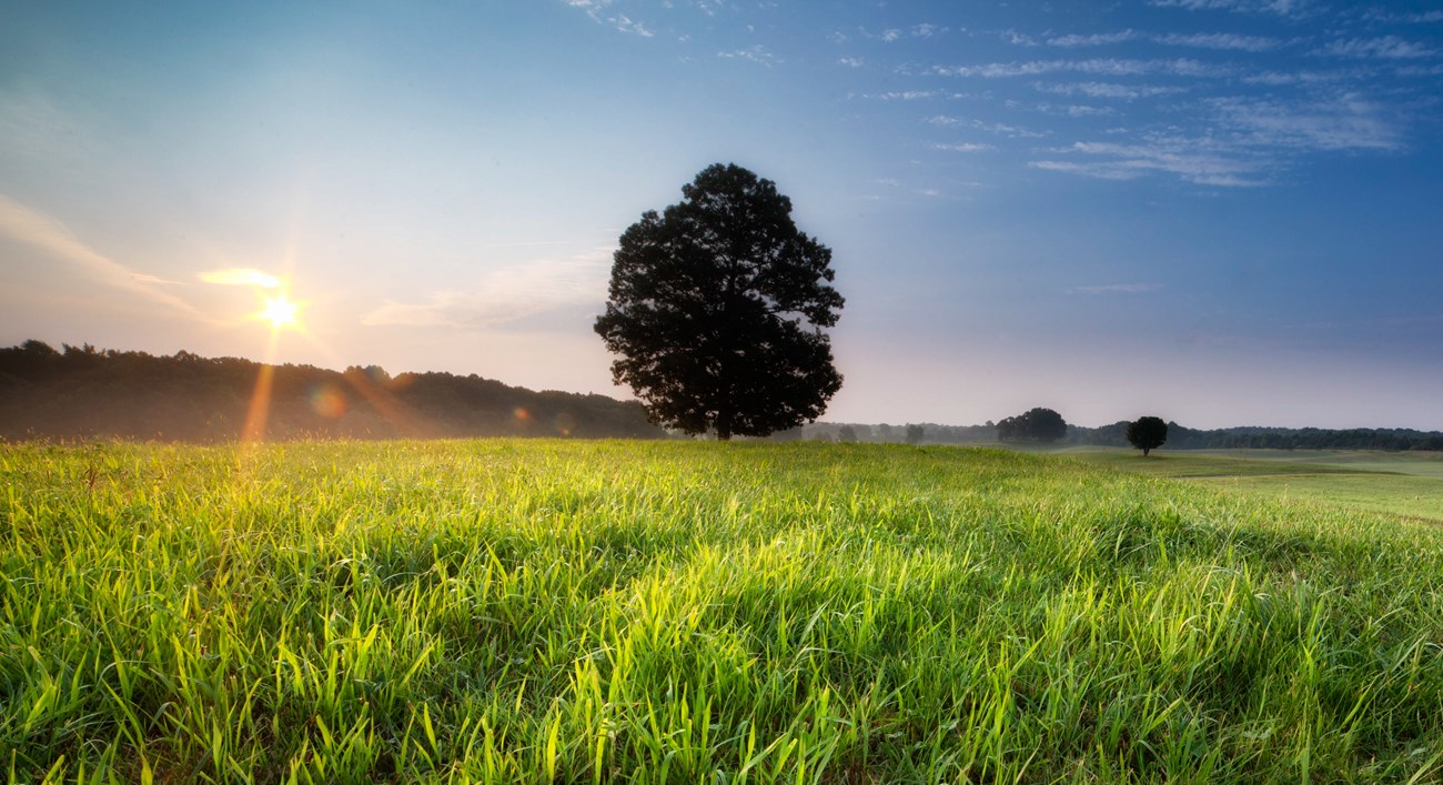 A bright sunrise over a field of green grass.