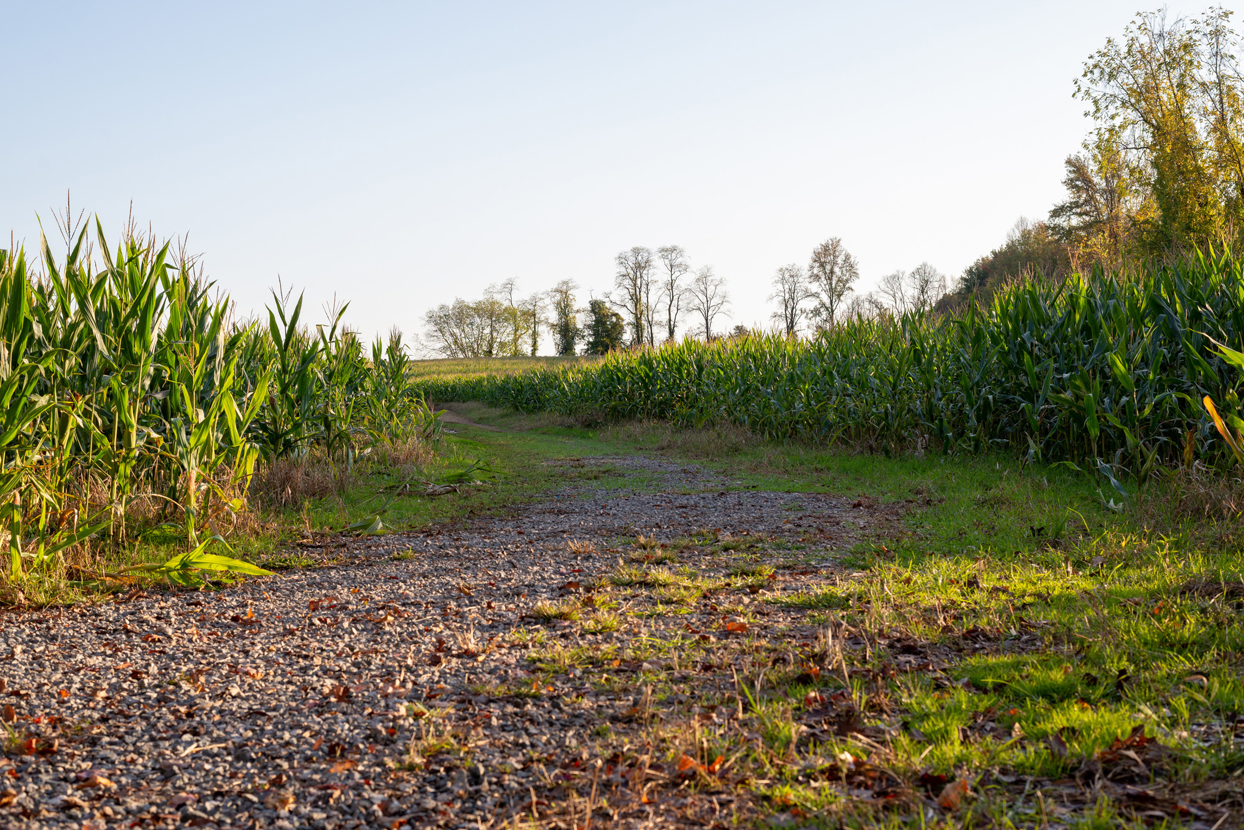 A wide dirt path surrounded by corn fields with sunset lighting.