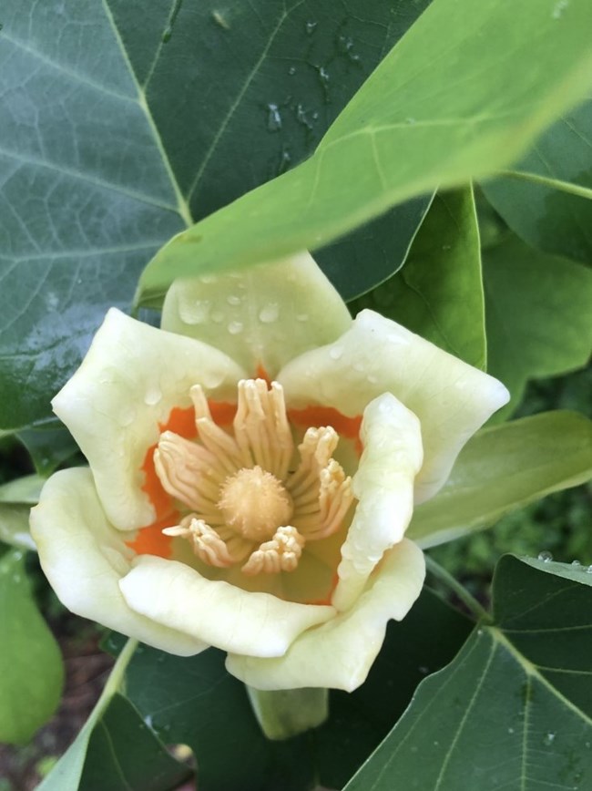 A fist-sized white flower, with wide, overlapping, petals, has bloomed.