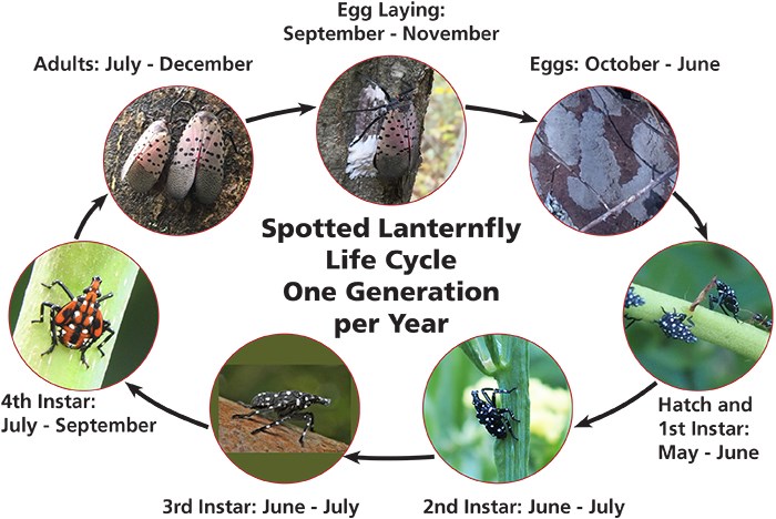 Spotted Lanternfly Lifecycle