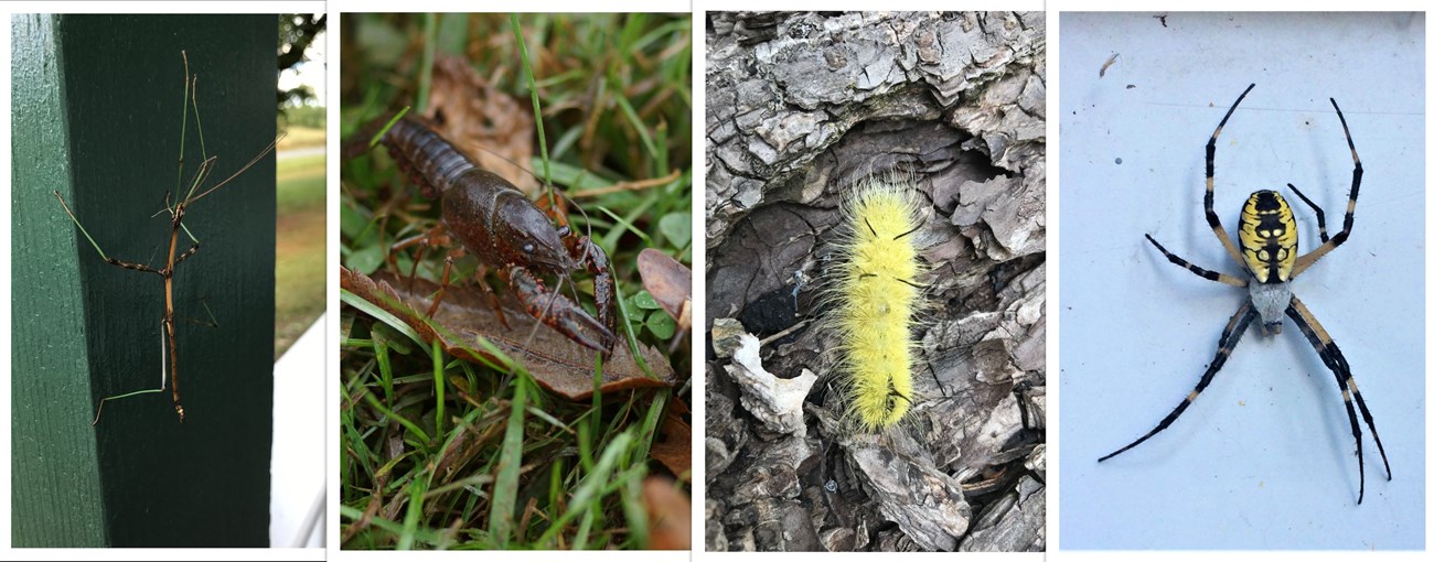 Four linear, zoomed photos of a stick-like bug, with it's segmented limbs; a rusty-colored crayfish; a small, bright yellow caterpillar with black spikes; and a yellow garden spider with symmetrical yellow patterns on its black abdomen.