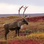 Bull Caribou in fall tundra