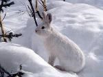 A white hare almost invisible on the snow.