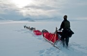 Dog team mushing on North Slope in winter