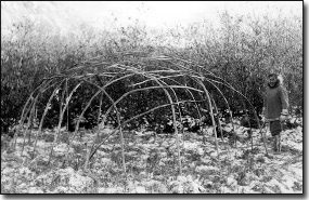 Willow pole frame for caribou skin house