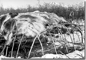 Caribou skins partially covering pole frame