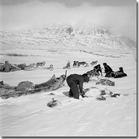 Nunamiut hunters working on caribou (Anchorage Museum of History and Art, Ward W. Wells Collection, WWS-4077-21)