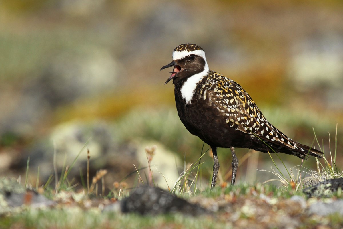 A medium sized shorebird with mottled wings of gold, black, and white. Distinct white head stripe and neck