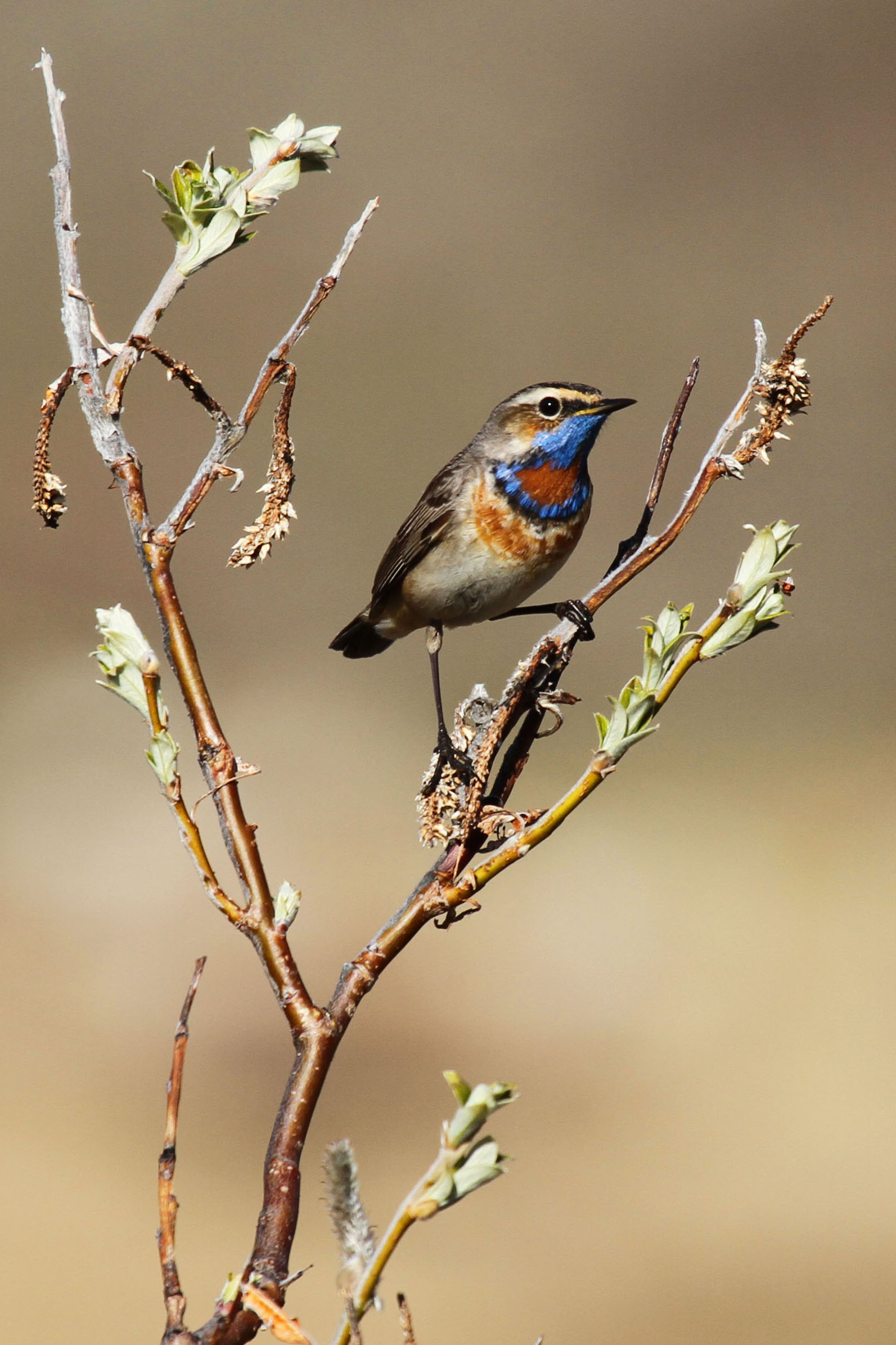 a small songbird with striking blue feathers on its throat perches in a willow