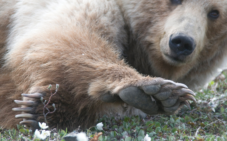 Brown Bear - Gates Of The Arctic National Park & Preserve (U.S ...