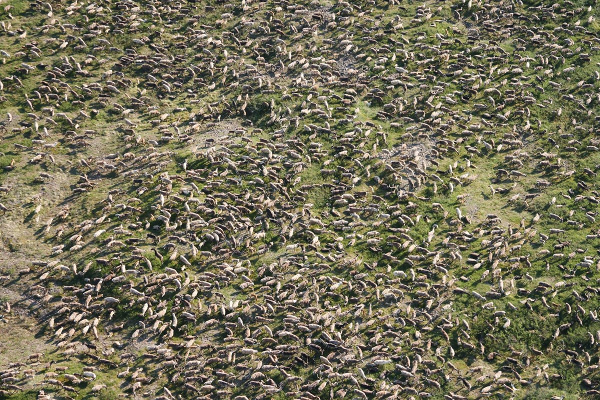 Aerial view of hundreds of caribou in the Western Arctic Herd of northwest Alaska