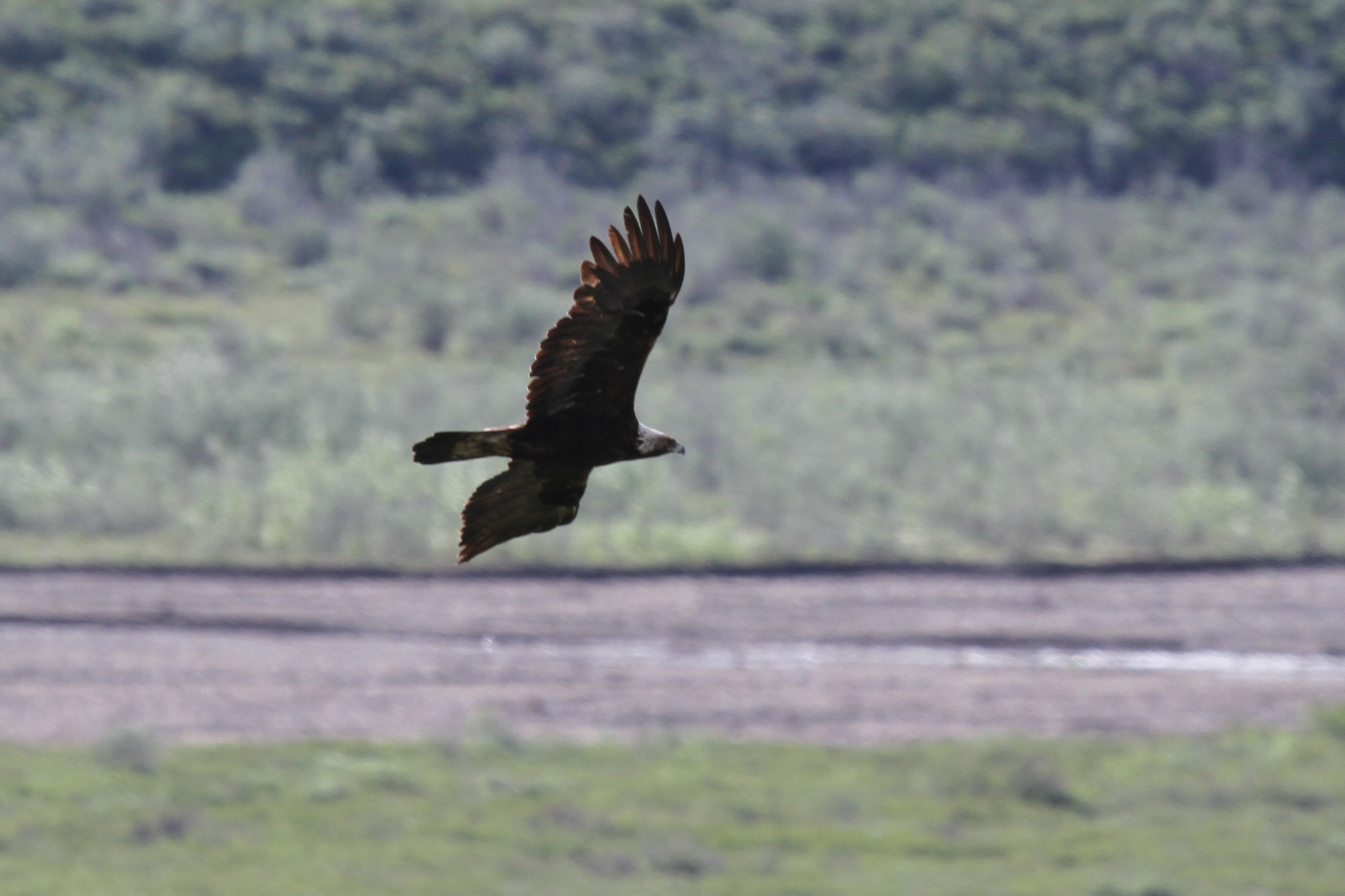 A golden eagle in flight
