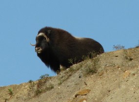 Muskox looking over the edge of a high bluff