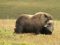 A shaggy muskox stands alone on the tundra