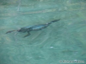 Common loon hunting underwater