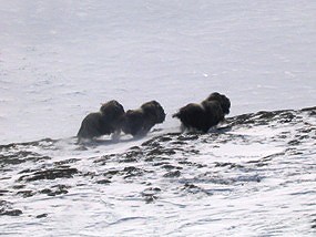 Muskoxen running in the snow.