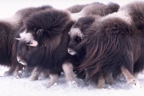 Muskoxed circling around their calves protecting them