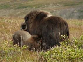 Muskox cow with calf