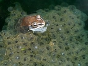 Wood frog swimming among fertalized eggs.