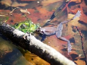 Wood Frogs gather